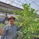 (주)레몬12 Daum카페