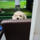 타운비전골프존 이미지