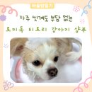 토미코리아 | 강아지 샴푸 고민 끝 | 순해서 자주 쓰는 토미독 샴푸
