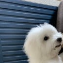 마실오개 이미지