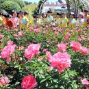 장미의거리13 이미지