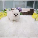 애견용품 창고형 할인매장 이미지