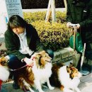일본의 동물보호운동의 작은 부분... 이미지