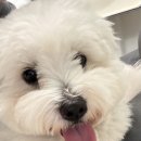 백가네황소곱창 이미지