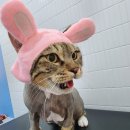 잔다냥 천안점 이미지