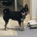 디오펫샵 이미지