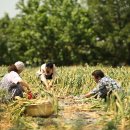 딸부자집매운탕 이미지