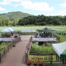 물미연꽃마을 이미지