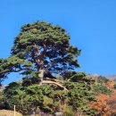 천년송 | 지리산 천년송의 힘찬 기상!