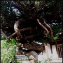 허균, 허난설헌기념관 이미지