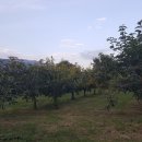 박하농장 이미지