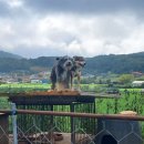 솔소리농장 네이버블로그