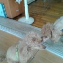 동물병원 퍼피하우스 이미지