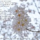 생명나무 이미지