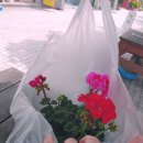 똥그리의봄날 | 고양 꽃박람회 :: 일산꽃축제 다녀온 솔직 후기!