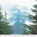 백향목 이미지