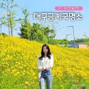 대구 6월 꽃구경 명소 율하천 금계국 개화 상황
