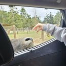연일농장 | [미국 여행] 시애틀근교 드라이브스루 사파리 &#34;올림픽게임팜 Olympic Game Farm&#34; (라마,꽃사슴,버팔로...