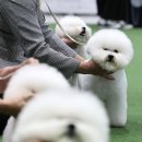 우아하개 이미지