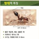 (과학상식후보) 붉은독개미의 정체와 증상 및 대처방법 이미지