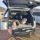 삼성낙지칼국수 이미지