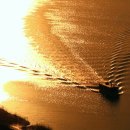 황금물결 이미지