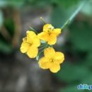 애기똥풀 이미지