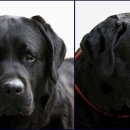 베스트랩 이미지