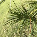 금송목재 이미지