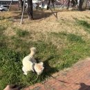로라펫하우스