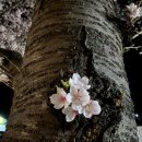 조각미인 | ■ 하동 십리벚꽃길의 풍경이 정말 환상적이네요!