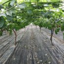 유창농장 이미지