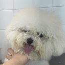 본애견미용실 | 인천 미추홀구 애견미용 | 비숑 귀툭컷 Before &amp; After 후기 – 학익동 그룸디