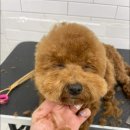 인물나개 이미지