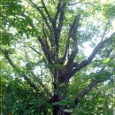옥석산 신갈나무(1) 이미지