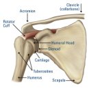 오십견(동결견:frozen shoulder) 이미지