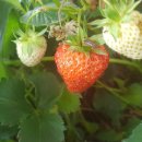 강정농장 이미지