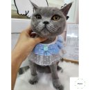 빠박이 애견미용 이미지