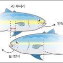 부시리 방어 구별법 이미지