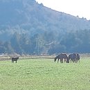 안드레아목장 이미지