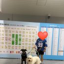마이미미 반려견미용실 | 킨텍스 마이펫페어 다녀왔어요｜깜비포비 필요한 것들 알차게 쇼핑한 날