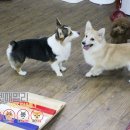 펫 패밀리 이미지