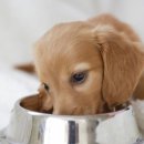 청원사료 이미지