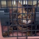 연이동물병원 이미지