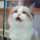 고양이분양은 노블캣 랙돌놀숲분양캐터리 대전점 이미지