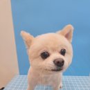 힐스 펫살롱 이미지