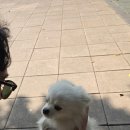 [대만 타이베이 2일차] 미호미쾌찬, 228 평화공원, 중정기념관, 융캉제거리 천진총좌빙, 융캉우육면...