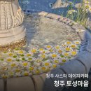 토성 | 청주 샤스타데이지 카페 토성마을 6월초 방문 후기 (꽃 상태)