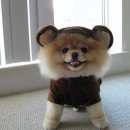 예서 동물병원 이미지