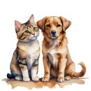 펫어디가 이미지